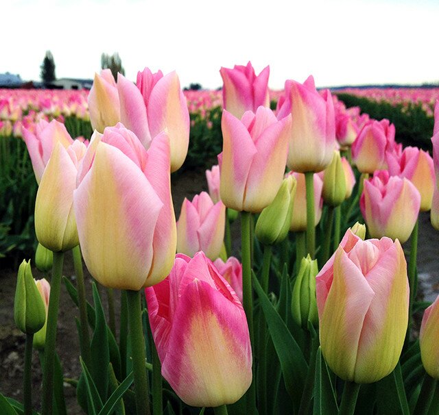 tulips